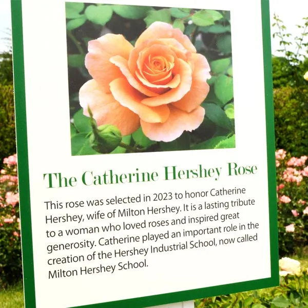 Sign in a garden detailing the Catherine Hershey Rose