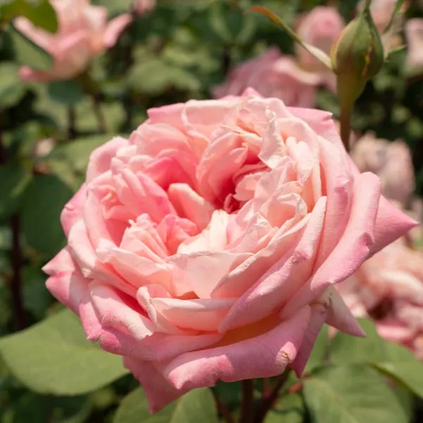 Photo of the Catherine Hershey Rose