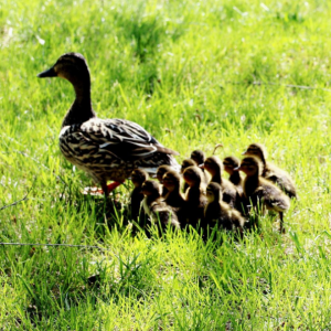 Ducklings following a duck.