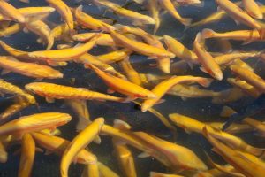 Yellow fish swimming