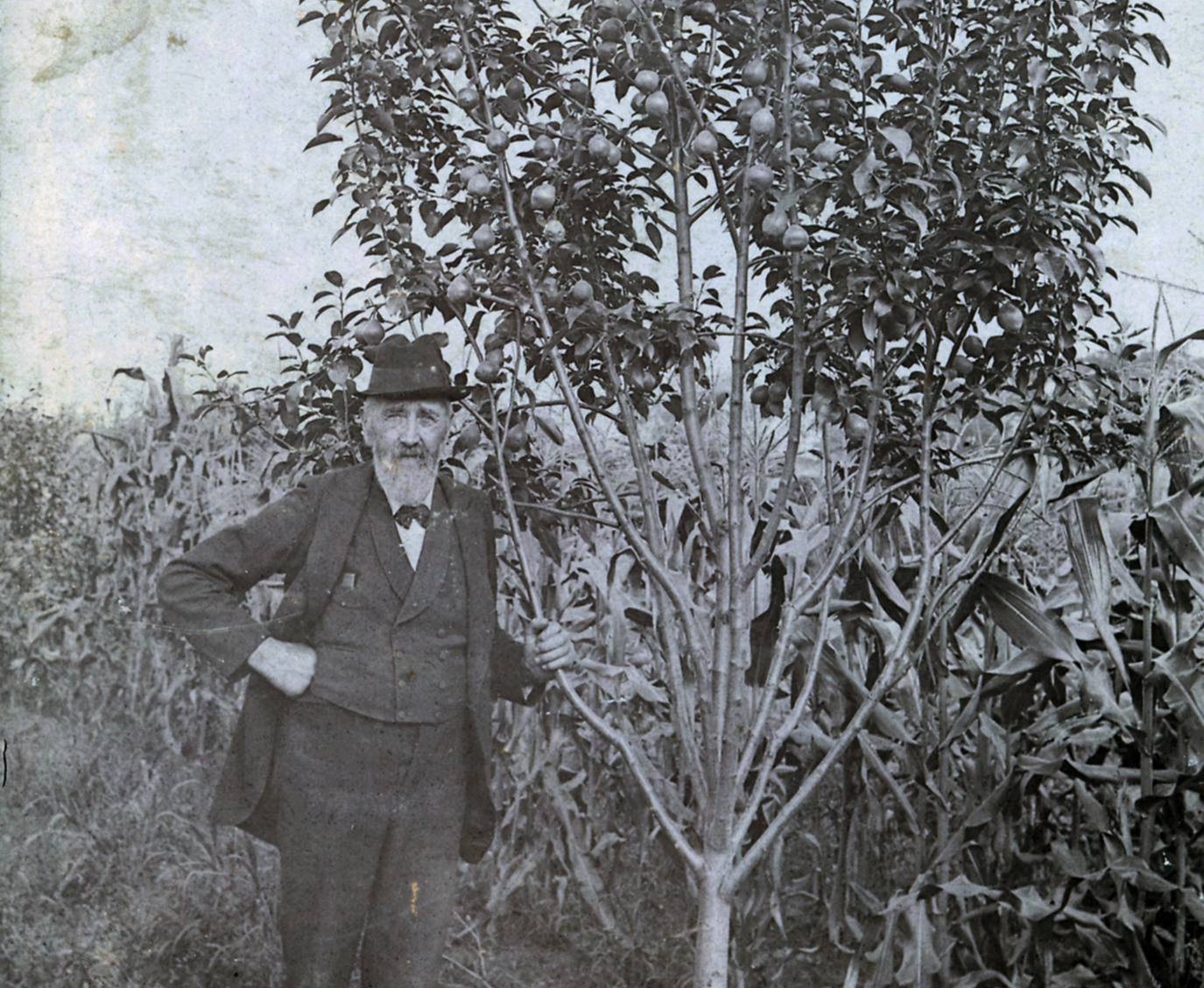 Henry Hershey, Milton's father, stands with a quince tree. He inspired Milton's love for nature.