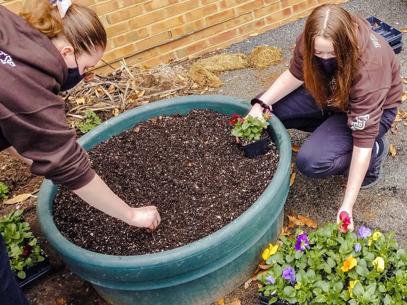 MHS agriculture students plant pansies for Hersheypark's spring season