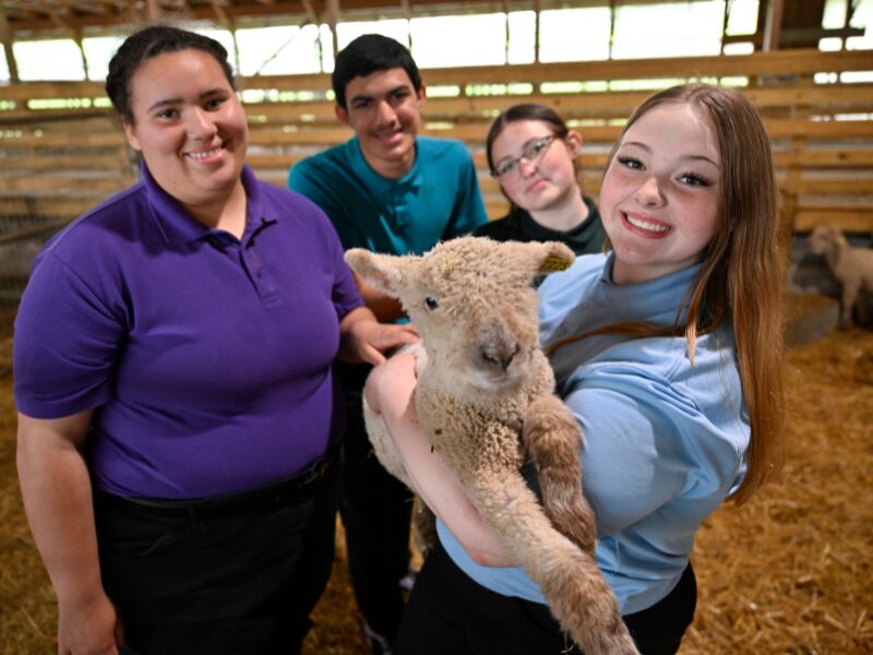 MHS students in the livestock barn with lambs