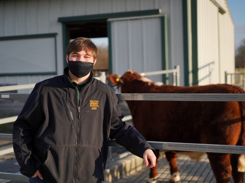 MHS student Greg Guilli with his steer for the Farm Show.