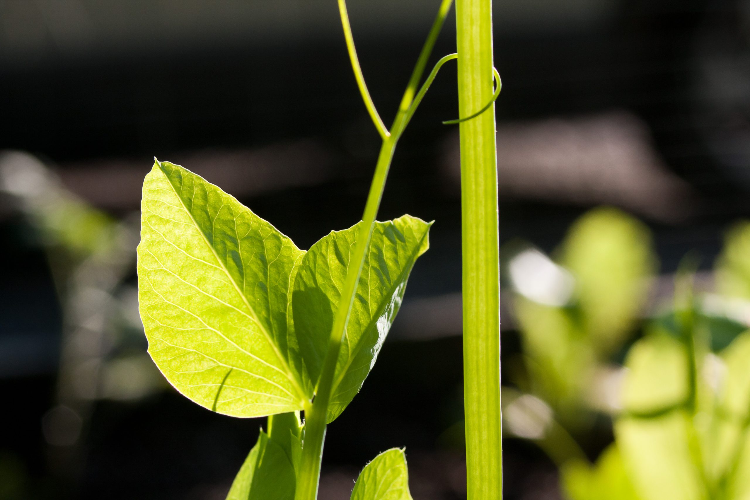 Sunlight powers the growth of all plants, including this pea seedling, which is why gardens do best in sunny locations.