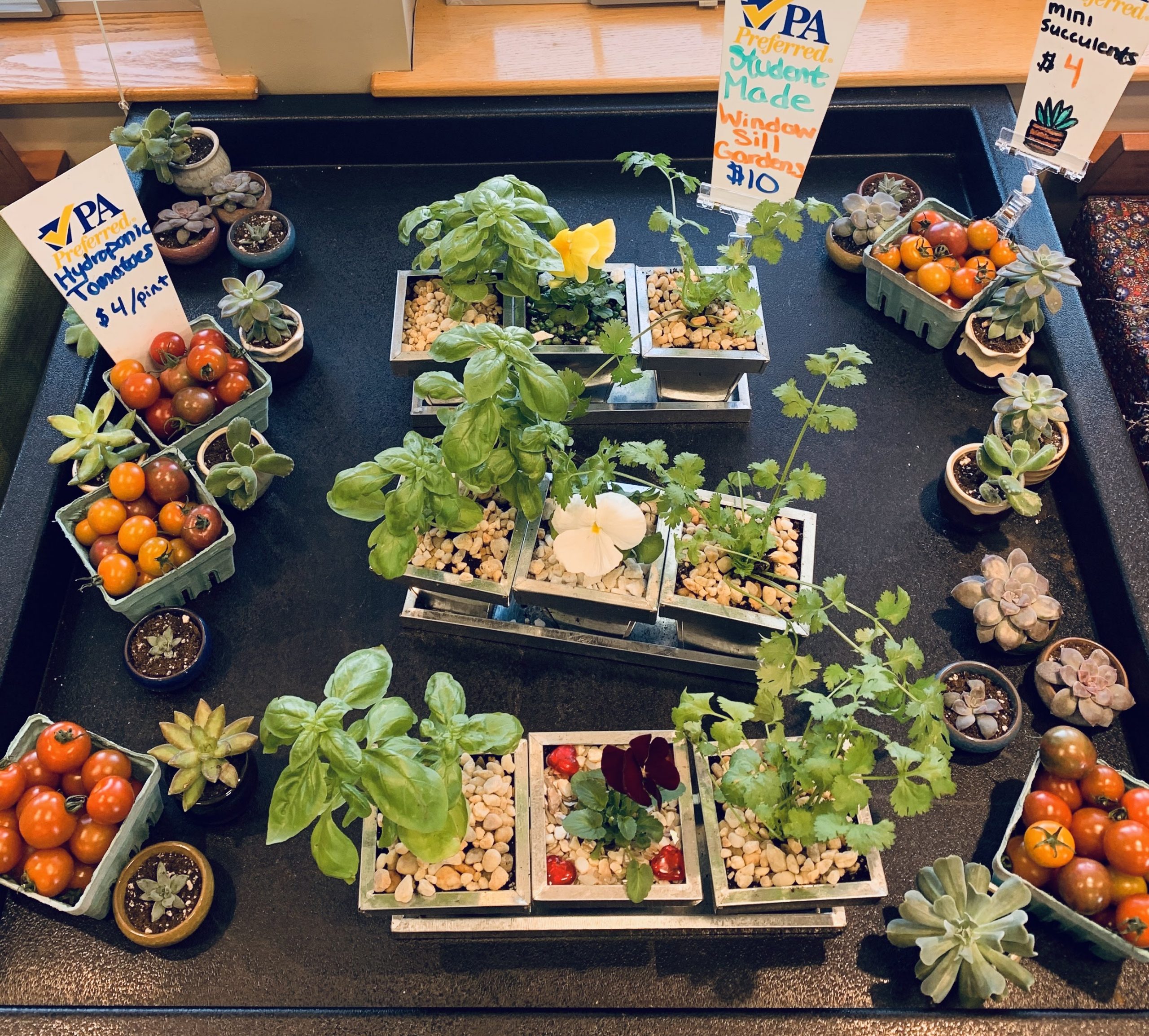 Window sill garden created by Project Market interns that contains herbs and a flower.