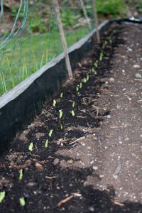 Spacing is different for each plant. As seen in this picture of onions closely planted together.