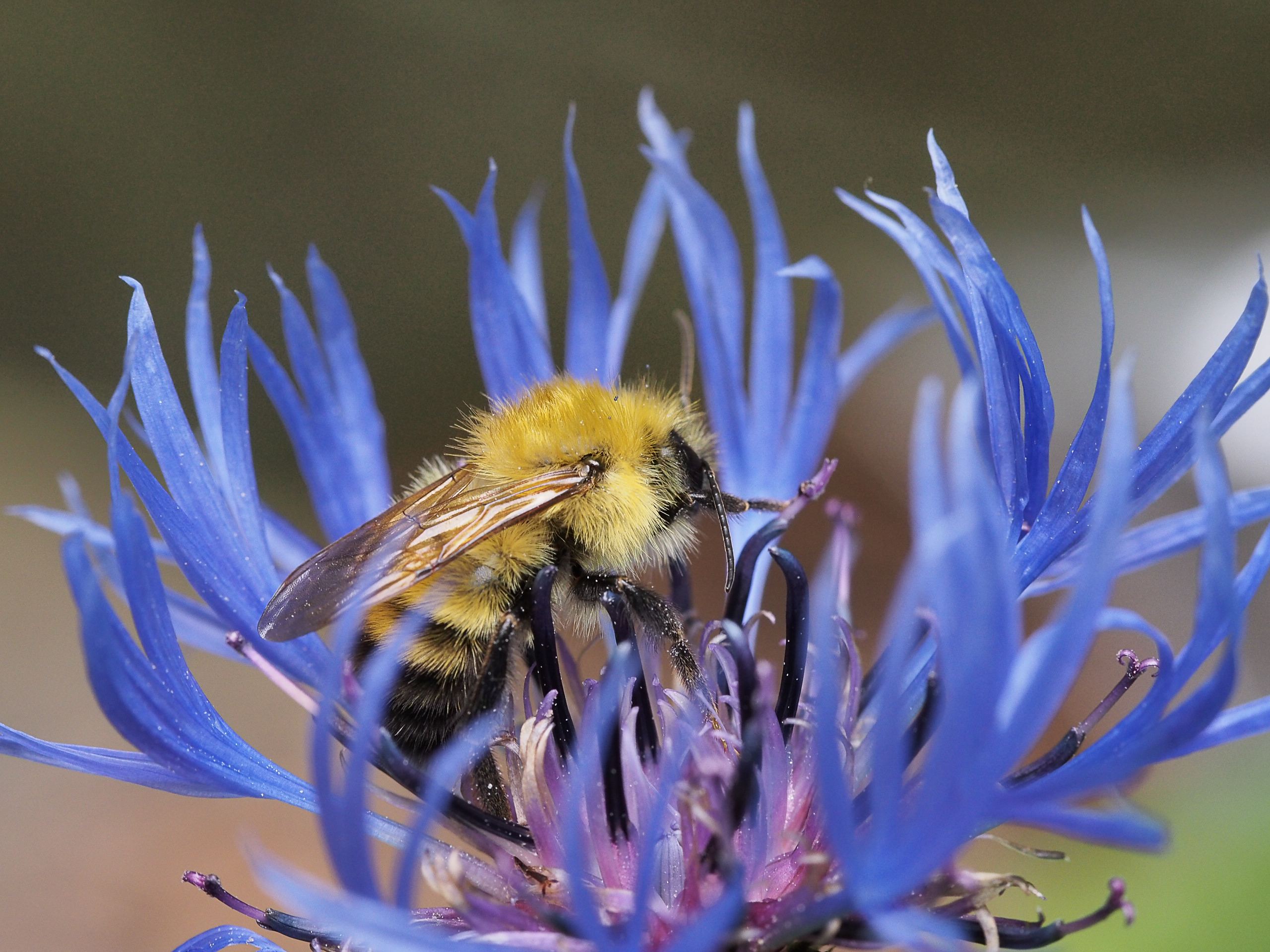 A bumble bee visits a beebalm flower for pollen and nectar.