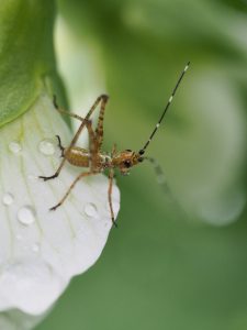 A newly hatched grasshopper seeks its first meal on a pea plant.