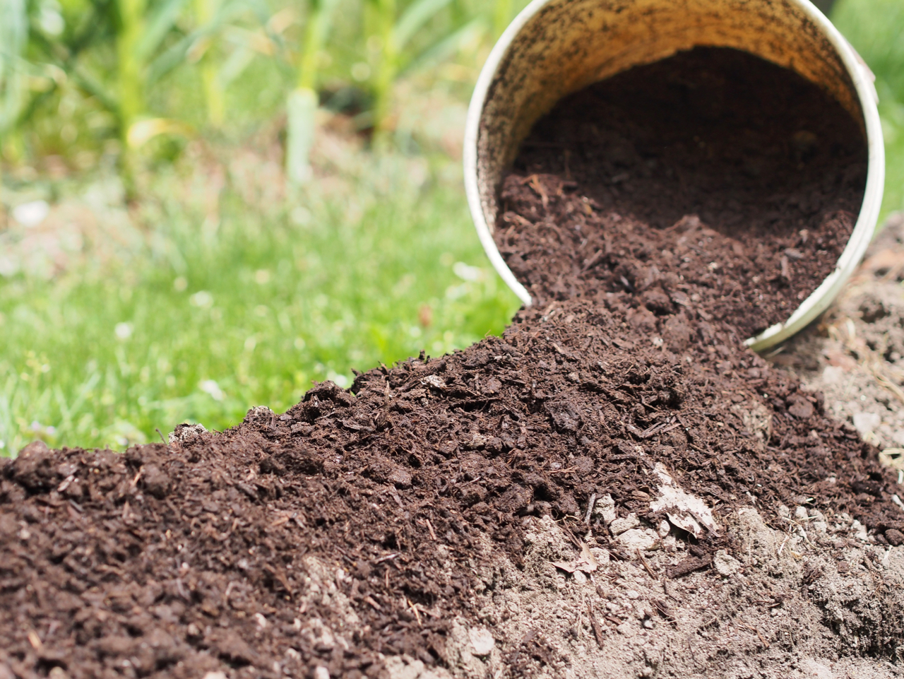 Compost’s dark color comes from decomposed organic matter (called humus) which feeds plants and retains moisture.