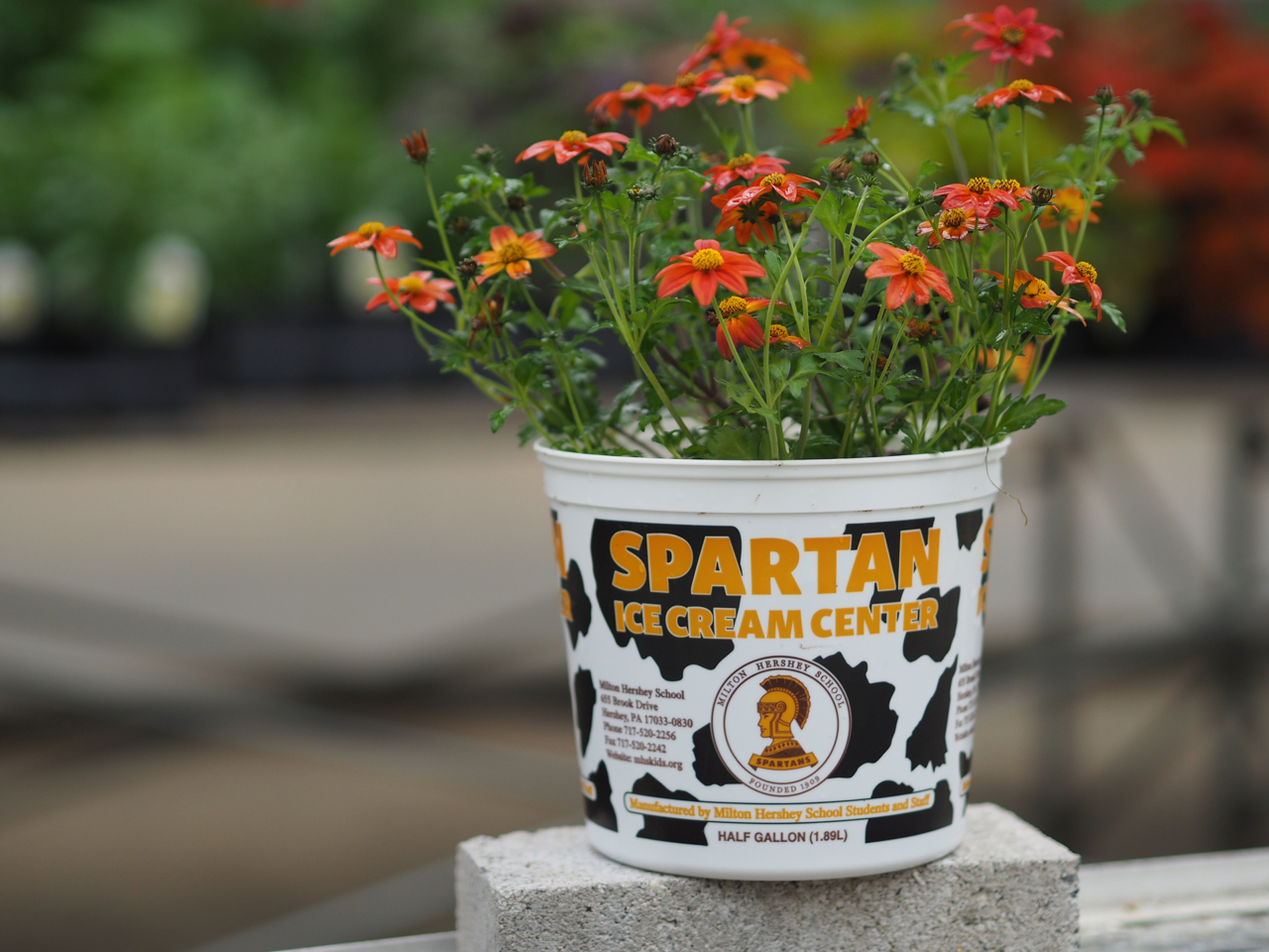 Life hack: Spartan Ice Cream containers can be modified into flower pots with the addition of a few drainage holes.