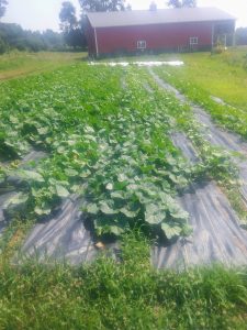 A York County farm uses landscapers’ fabric as a reusable ground cover.