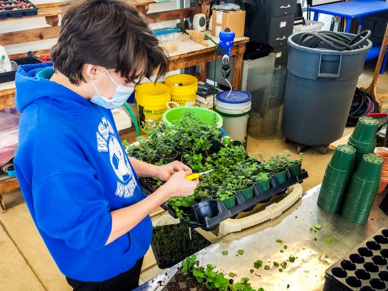 MHS agriculture student grows herbs at the Horticultural Center