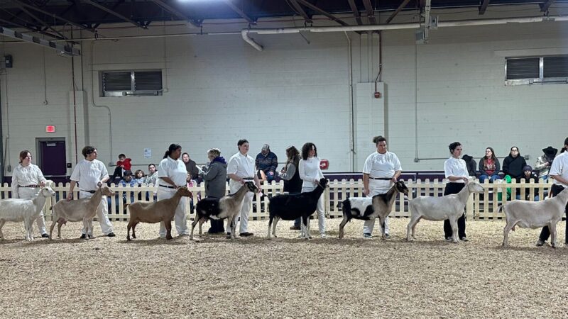 Milton Hershey School Students Excel at the 2026 Pennsylvania Farm Show