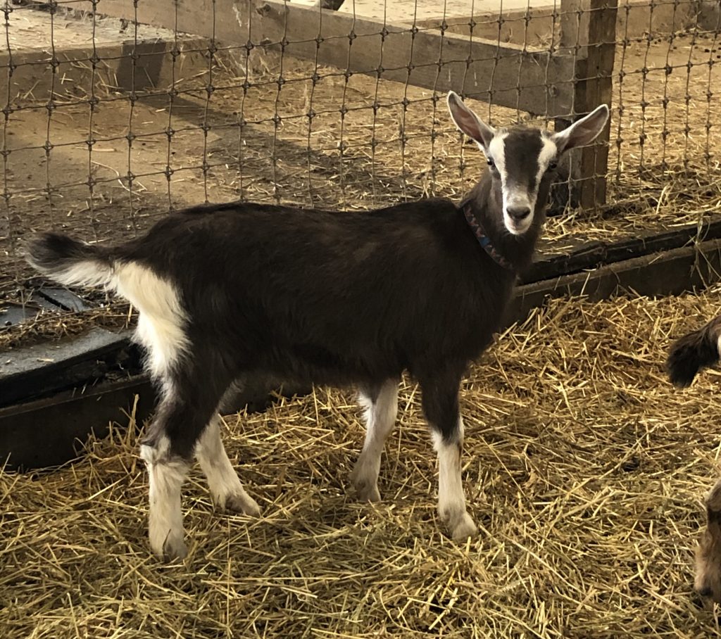 Milton Hershey School baby goat born in 2021