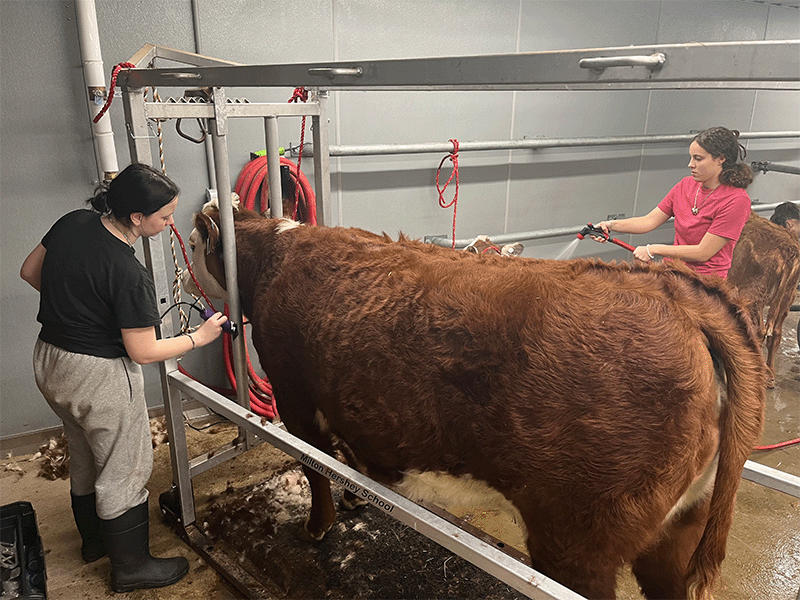 Milton Hershey School students prepare their cattle for the PA Farm Show. 