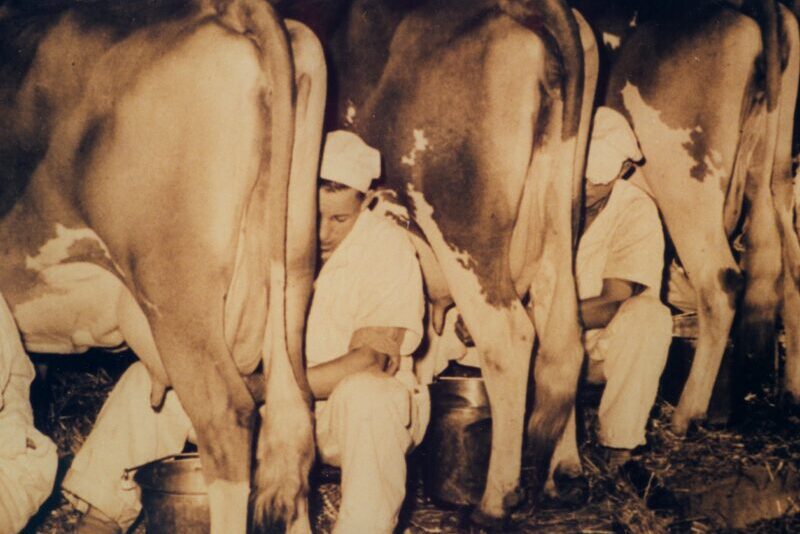 A Milton Hershey School student milks a cow at the Pennsylvania Farm Show.