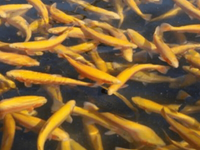 Yellow fish swimming.